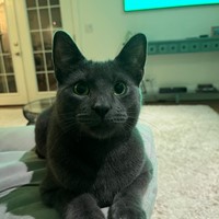 Lost Pet Image