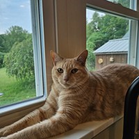 Lost Pet Image