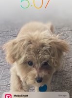 Lost Pet Image