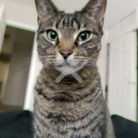 Lost Pet Image