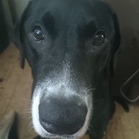 Lost Pet Image