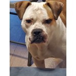 Cujo