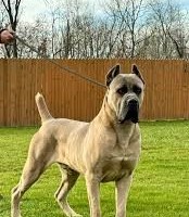 Lost Pet Image