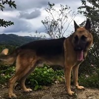 Lost Pet Image