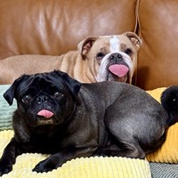 Lost Pet Image