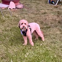Lost Pet Image