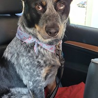 Lost Pet Image