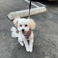 Lost Pet Image