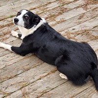 Lost Pet Image
