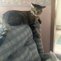 Lost Pet Image