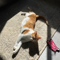 Lost Pet Image