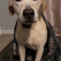 Lost Pet Image