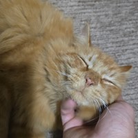 Lost Pet Image