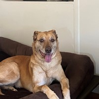 Lost Pet Image