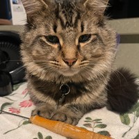 Lost Pet Image