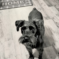 Lost Pet Image