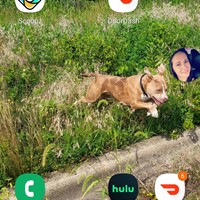 Lost Pet Image
