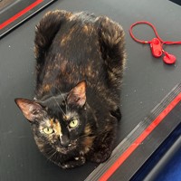Lost Pet Image