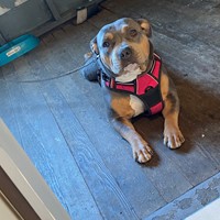 Lost Pet Image