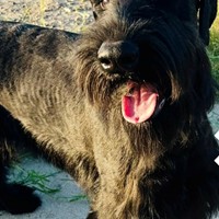 Lost Pet Image