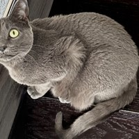 Lost Pet Image
