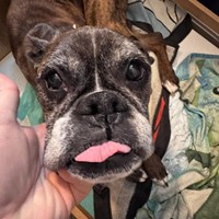 Lost Pet Image