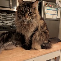 Lost Pet Image