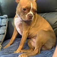 Lost Pet Image