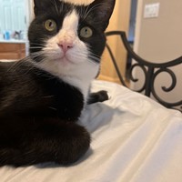 Lost Pet Image