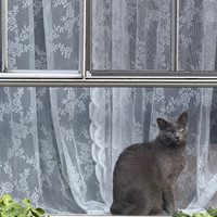 Lost Pet Image