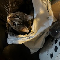 Lost Pet Image