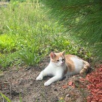 Lost Pet Image
