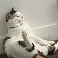 Lost Pet Image