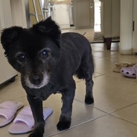 Lost Pet Image