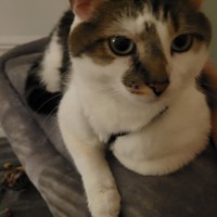 Lost Pet Image