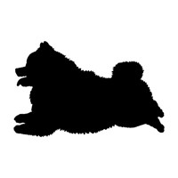 Lost Pet Image