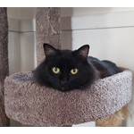 Archie