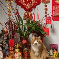 Lost Pet Image