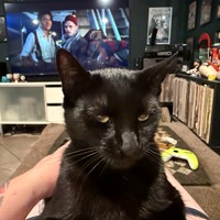 Lost Pet Image
