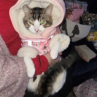 Lost Pet Image