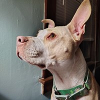 Lost Pet Image