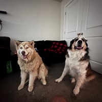 Lost Pet Image