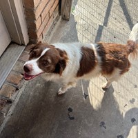 Lost Pet Image