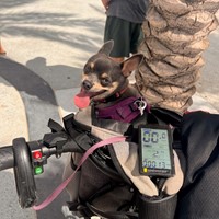 Lost Pet Image
