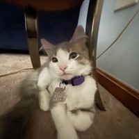 Lost Pet Image