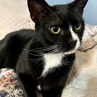 Lost Pet Image
