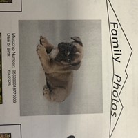 Lost Pet Image