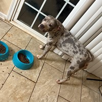 Lost Pet Image