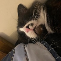 Lost Pet Image