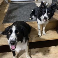 Lost Pet Image